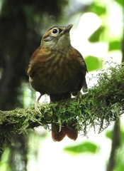 Anabacerthia variegaticeps