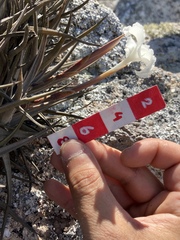 Tillandsia xiphioides