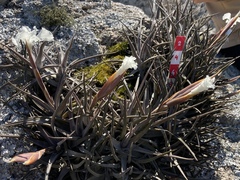 Tillandsia xiphioides