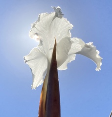 Tillandsia xiphioides