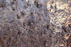 Vespericola sierranus