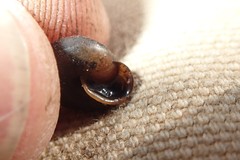 Vespericola sierranus