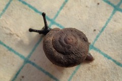 Vespericola sierranus