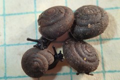 Vespericola sierranus