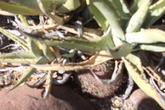 Agave cerulata