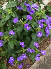 Achetaria azurea