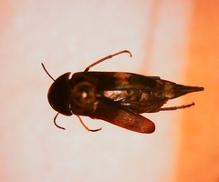 Glipa oculata