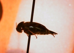 Glipa oculata