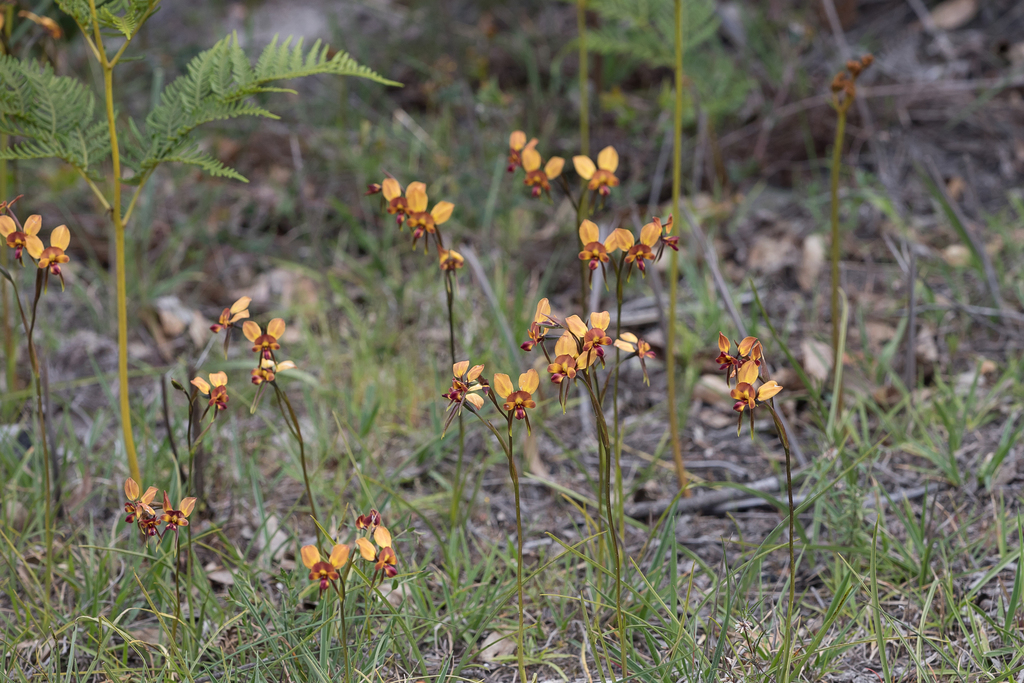 Diuris orientis