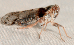 Cixius nervosus