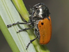 Labidostomis humeralis