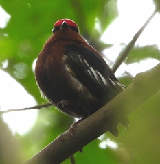 Machaeropterus deliciosus