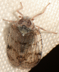 Cixius nervosus