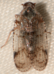 Cixius nervosus