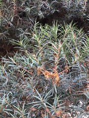 Melaleuca linariifolia