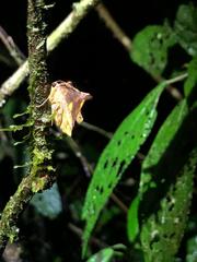 Simopteryx torquataria