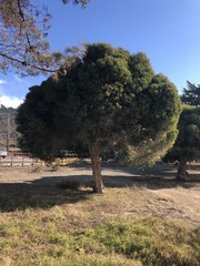Melaleuca linariifolia