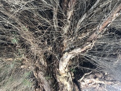 Melaleuca linariifolia