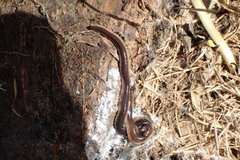 Arthurdendyus triangulatus