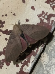 Adeloneivaia subangulata