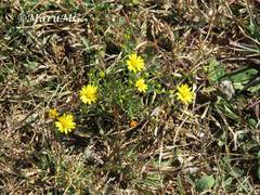 Gutierrezia sphaerocephala
