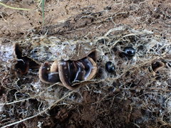 Arthurdendyus triangulatus