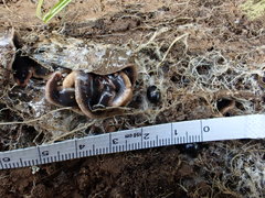 Arthurdendyus triangulatus