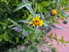 Asteraceae