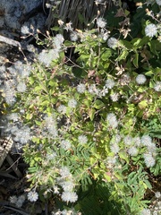 Brickellia peninsularis