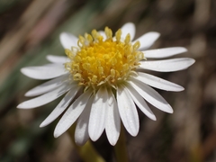 Brachyscome graminea