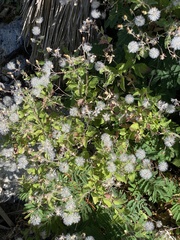 Brickellia peninsularis