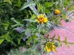 Asteraceae