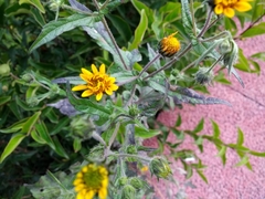Asteraceae