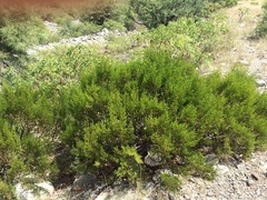 Larrea cuneifolia