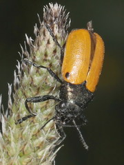 Labidostomis humeralis