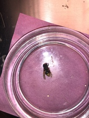 Brachygastra mellifica