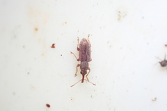 Rhinorhynchus rufulus