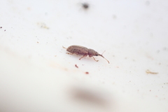 Rhinorhynchus rufulus