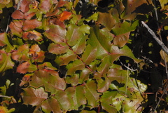 Berberis pinnata pinnata