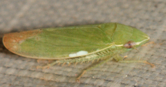 Memnonia flavida