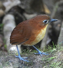 Grallaria flavotincta