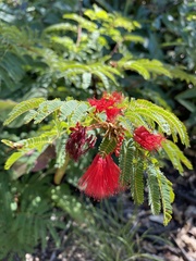 Calliandra peninsularis
