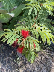 Calliandra peninsularis