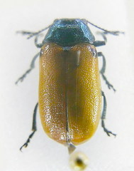 Labidostomis humeralis