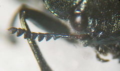 Labidostomis humeralis