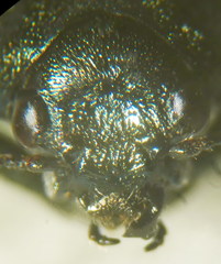 Labidostomis humeralis