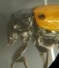 Labidostomis humeralis