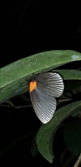Hades noctula