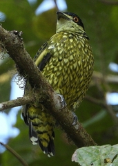 Ampelioides tschudii