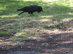 Corvus coronoides perplexus